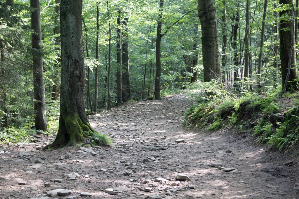 Śląskie lasy