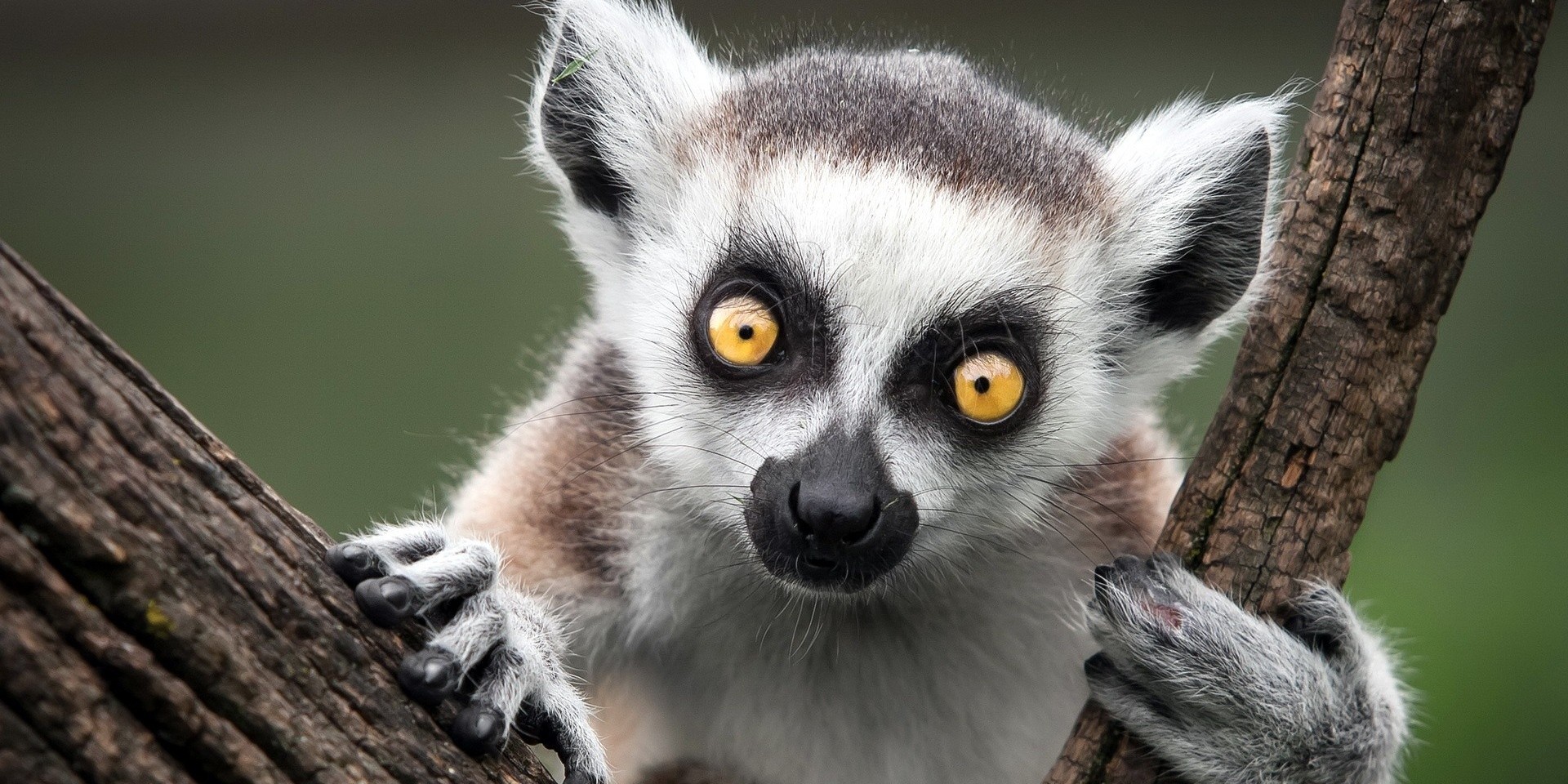 „Król Julian w IMAX” – czyli Wyspa lemurów: Madagaskar 3D